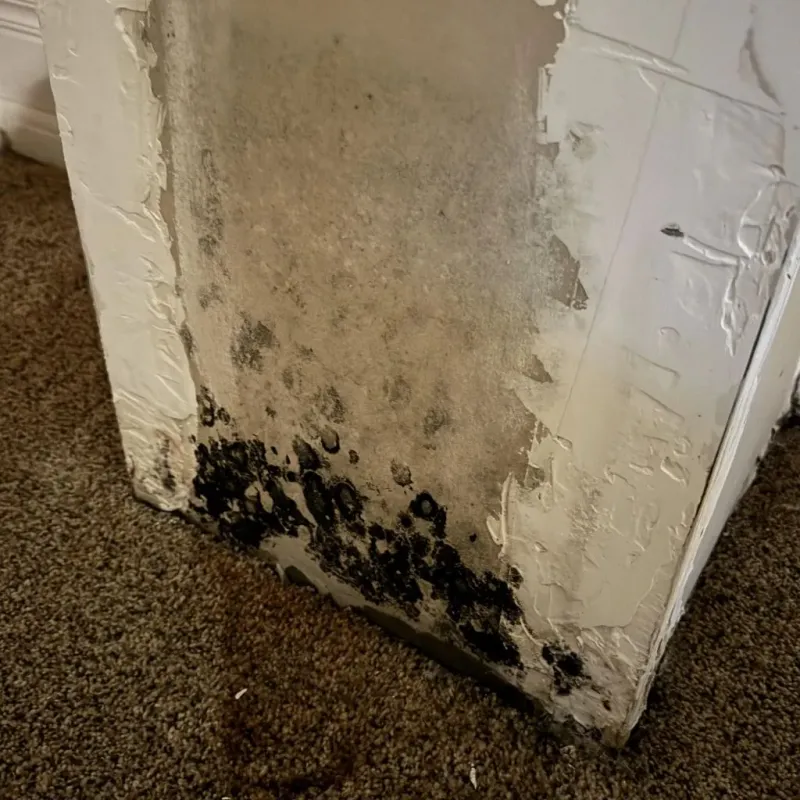 Professional Mold Removal in Jones County, NC